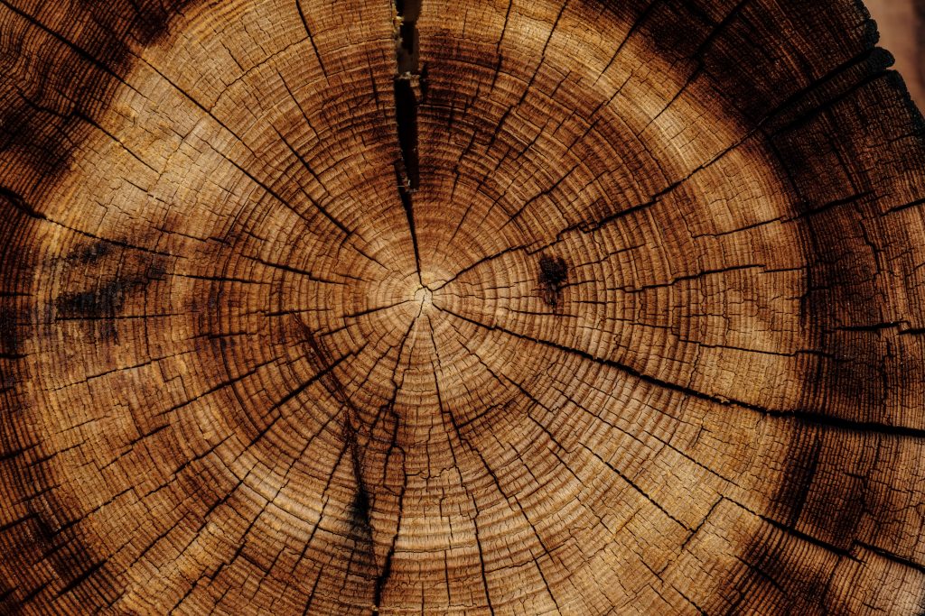 Donnez du caractère à votre intérieur avec un arbre de vie original